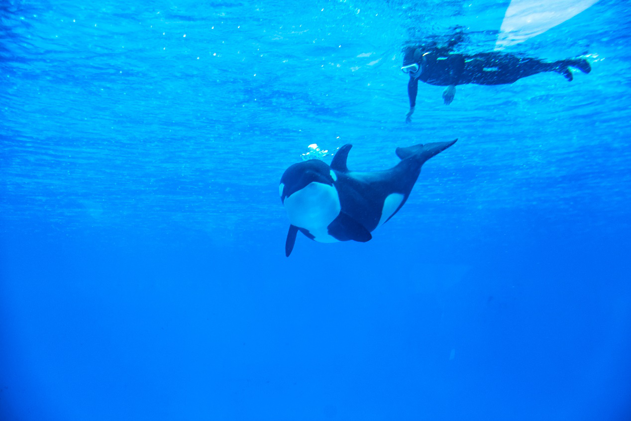 关于虎鲸你所不知道的事 - 近期新闻 - 亚洲善待动物组织
